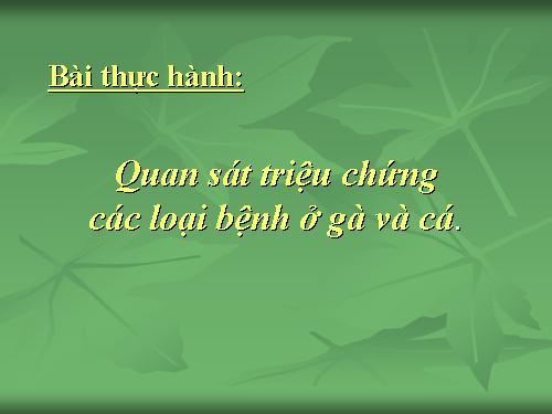 Bài 36. Thực hành: Quan sát triệu chứng, bệnh tích của gà bị mắc bệnh Niu cát xơn (Newcastle) và cá trắm bị bệnh xuất huyết do vi rút