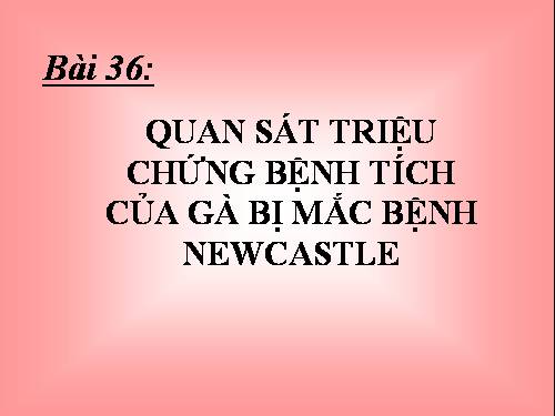 Bài 36. Thực hành: Quan sát triệu chứng, bệnh tích của gà bị mắc bệnh Niu cát xơn (Newcastle) và cá trắm bị bệnh xuất huyết do vi rút