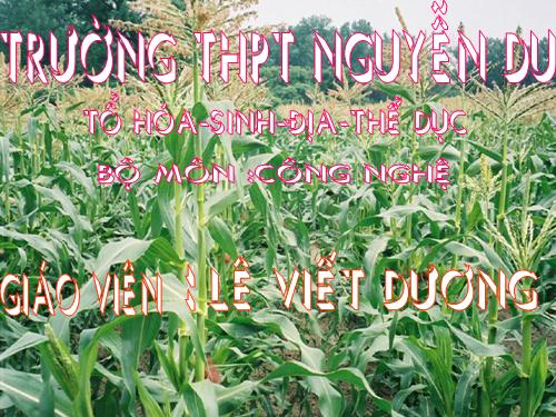 Bài 13. Ứng dụng công nghệ vi sinh trong sản xuất phân bón