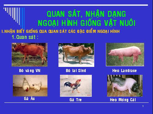 Bài 24. Thực hành: Quan sát, nhận dạng ngoại hình giống vật nuôi