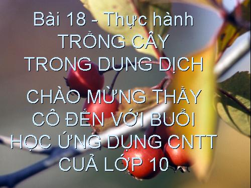 Bài 14. Thực hành: Trồng cây trong dung dịch