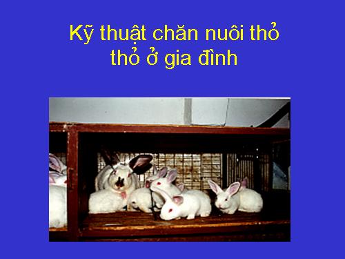 Kỹ thuật nuôi thỏ trong gia đình