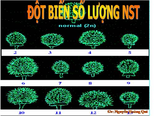 Bài 7. Đột biến số lượng nhiễm sắc thể