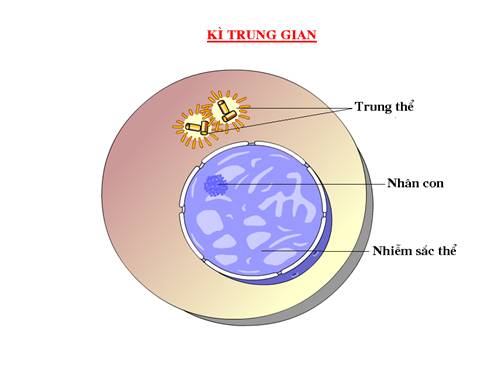 Bài 65. Ôn tập phần sáu (Tiến hoá) và phần bảy (Sinh thái học)