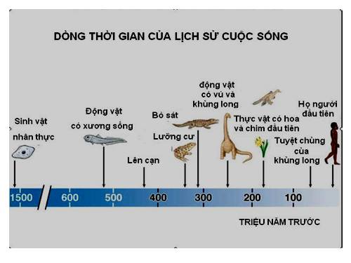 Bài 32. Bằng chứng giải phẫu học so sánh và phôi sinh học so sánh