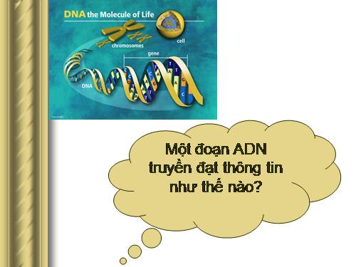 Bài 1. Gen, mã di truyền và quá trình nhân đôi của ADN