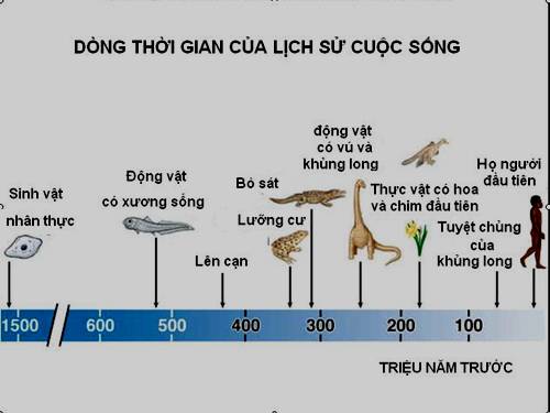 Bài 32. Bằng chứng giải phẫu học so sánh và phôi sinh học so sánh