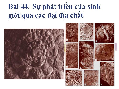 Bài 44. Sự phát triển của sinh giới qua các đại địa chất