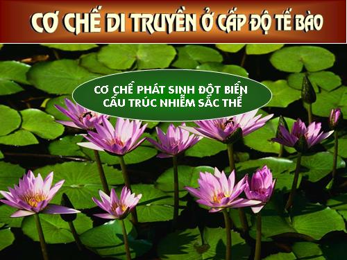 Bài 6. Đột biến cấu trúc nhiễm sắc thể