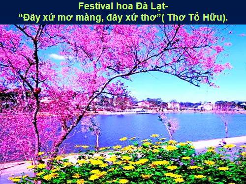 GD CD: Festival hoa Đà Lạt 2011